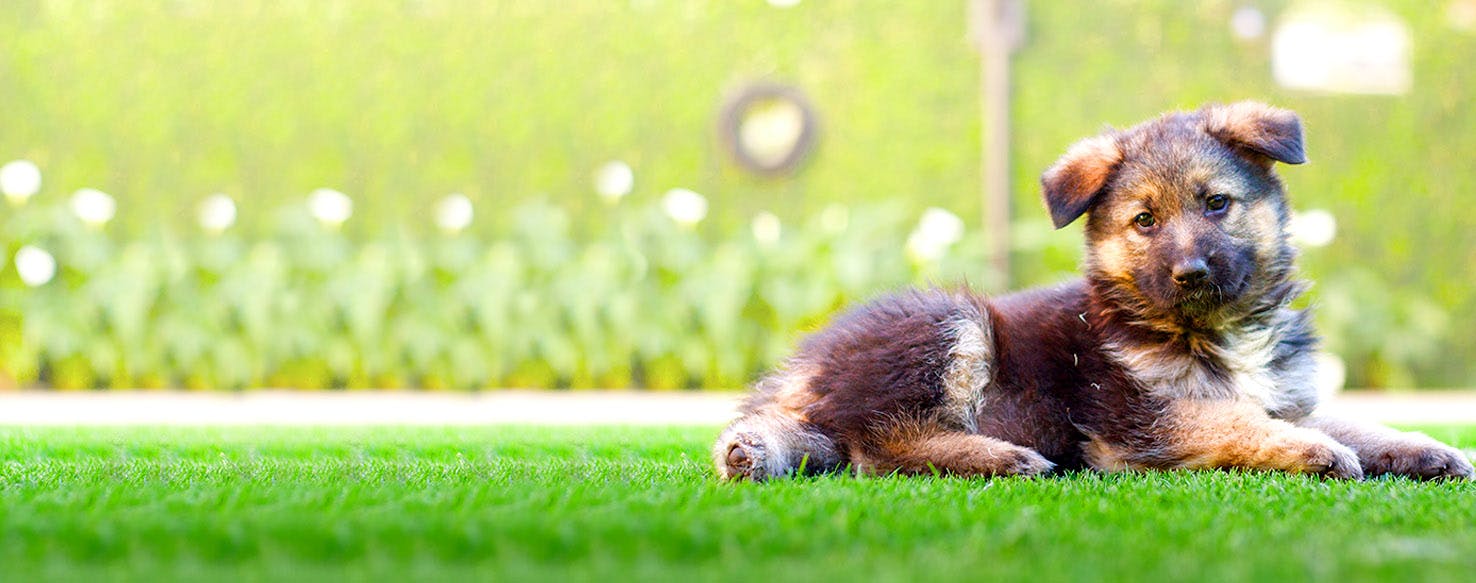 Dog Names that Start with Ro Popular Male and Female Names Wag!